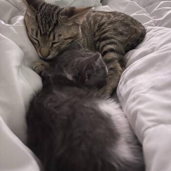Grayson -  Domestic Medium Hair Cat for Adoption in Riverside, California - Grayson | PetCurious