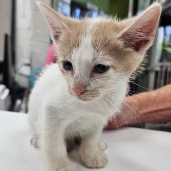 Domestic Short Hair Cats Available for Adoption in Corpus Christi, Texas - Nick Wilde | PetCurious