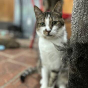 Frisky Napoleon -  Domestic Short Hair Cat for Adoption in Tipp City, Ohio - Frisky Napoleon | PetCurious