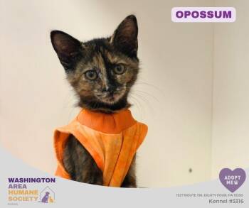 Opossum -  Domestic Short Hair Cat for Adoption in Eighty Four, Pennsylvania - Opossum | PetCurious