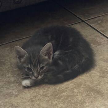 Dory -  Domestic Short Hair Cat for Adoption in Sunnyvale, California - Dory | PetCurious