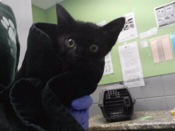 RIGATONI -  Domestic Medium Hair and Domestic Short Hair Cat for Adoption in Omaha, Nebraska - RIGATONI | PetCurious