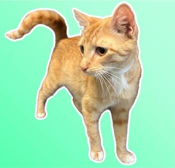 Domestic Short Hair Cats Available for Adoption in Sarasota, Florida - JUNO | PetCurious