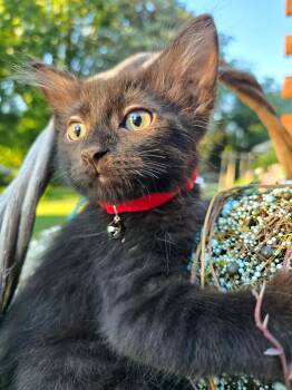 Smokey -  Domestic Long Hair Cat for Adoption in Hinckley, Illinois - Smokey | PetCurious
