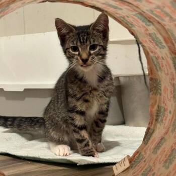 Crawfish -  Domestic Short Hair Cat for Adoption in Johnstown, Pennsylvania - Crawfish | PetCurious