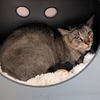 Posie -  Domestic Short Hair Cat for Adoption in Titusville, Florida - Posie | PetCurious