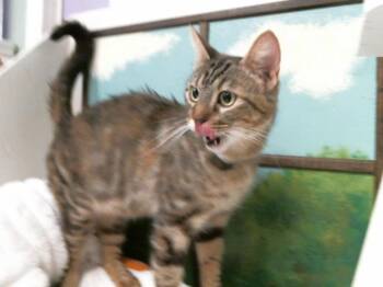 Domestic Short Hair Cats Available for Adoption in Houston, Texas - CARROT | PetCurious
