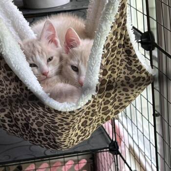 Holden (bonded with Phoebe) -  American Shorthair Cat for Adoption in Atglen, Pennsylvania - Holden (bonded With Phoebe) | PetCurious