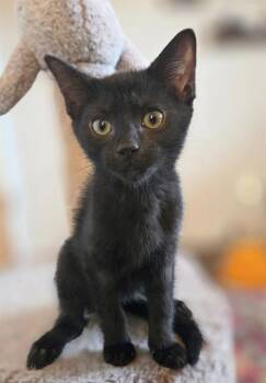 ZAG -  Domestic Short Hair Cat for Adoption in Canfield, Ohio - ZAG | PetCurious