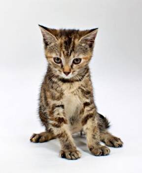 Beet -  Domestic Short Hair Cat for Adoption in Morton Grove, Illinois - Beet | PetCurious