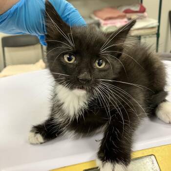 111795 -  Domestic Medium Hair Cat for Adoption in Las Cruces, New Mexico - 111795 | PetCurious