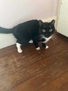 Rescue Domestic Short Hair Cats for Adoption in Boston, Massachusetts - Sweet Pea | PetCurious