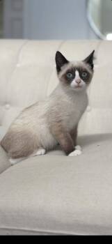 Olaf -  Siamese and Domestic Short Hair Cat for Adoption in Wading River, New York - Olaf | PetCurious