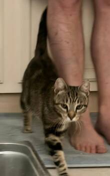 Domestic Short Hair Cats Available for Adoption in Magnolia, Texas - Monet | PetCurious