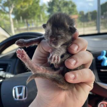 Domestic Short Hair Cats Available for Adoption in Port Charlotte, Florida - 0426-C26 | PetCurious