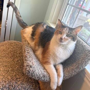 Hope -  Domestic Short Hair Cat for Adoption in Fairfax Station, Virginia - Hope | PetCurious