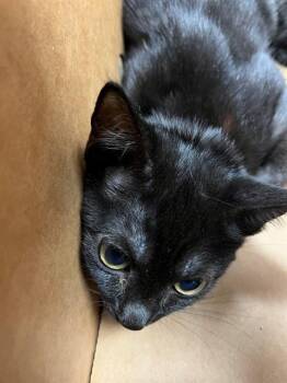 JACK -  Domestic Short Hair Cat for Adoption in Jacksonville, Florida - JACK | PetCurious