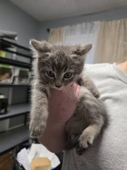 Rescue Domestic Short Hair Cats for Adoption in Metamora, Illinois - Butterfree | PetCurious