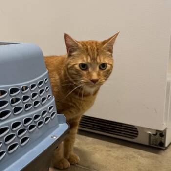 Tub-O Margarine -  Domestic Short Hair Cat for Adoption in York, Pennsylvania - Tub-O Margarine | PetCurious