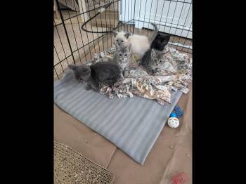 Kittens 6 weeks old need foster home -  Domestic Short Hair and Siamese Cat for Adoption in Bothell, Washington - Kittens 6 Weeks Old Need Foster Home | PetCurious