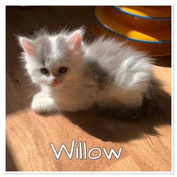Domestic Long Hair Cats Available for Adoption - Willow | PetCurious