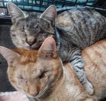 Domestic Short Hair Cats Available for Adoption - Warm Sugar Bonded With Moonlight Path | PetCurious