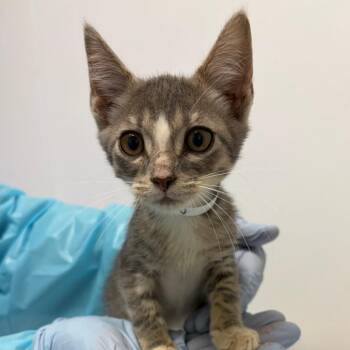 Hacksaw -  Domestic Short Hair Cat for Adoption in Nashville, Tennessee - Hacksaw | PetCurious