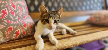 Kitten 28064 (Waffle) -  Tabby Cat for Adoption in Parlier, California - Kitten 28064 (Waffle) | PetCurious