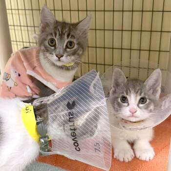 Coconut -  Domestic Short Hair Cat for Adoption in Woodinville, Washington - Coconut | PetCurious
