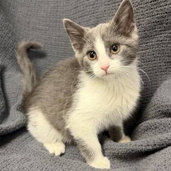 Dougie -  Domestic Short Hair Cat for Adoption in Latrobe, Pennsylvania - Dougie | PetCurious