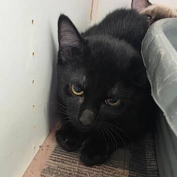 Jake -  Domestic Short Hair Cat for Adoption in Duncan, Oklahoma - Jake | PetCurious