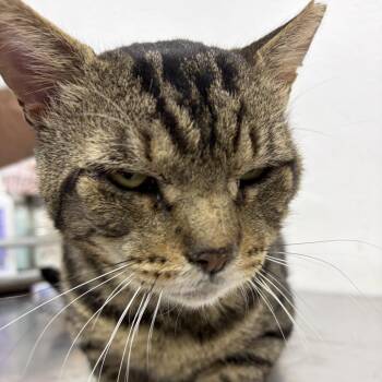 Dudley -  Domestic Short Hair Cat for Adoption in New York, New York - Dudley | PetCurious