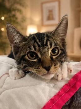 Riesling -  Domestic Short Hair Cat for Adoption in Cottonwood, Arizona - Riesling | PetCurious