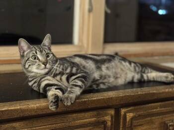Domestic Short Hair Cats Available for Adoption in North Babylon, New York - Pizzelle | PetCurious