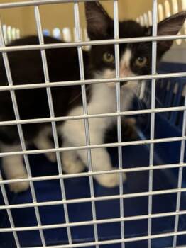 Domestic Short Hair Cats Available for Adoption in Palmetto, Florida - A135387 | PetCurious