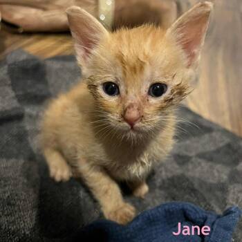 Rescue Domestic Short Hair Cats for Adoption in Baytown, Texas - Jane | PetCurious