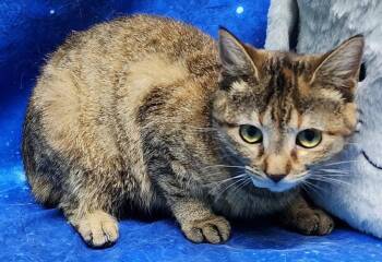 260095  ChaCha -  Domestic Short Hair Cat for Adoption in Wetumpka, Alabama - 260095  ChaCha | PetCurious