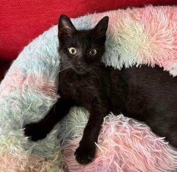 Domestic Short Hair Cats Available for Adoption in Gorham, Maine - Chibi | PetCurious
