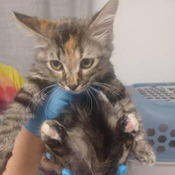 Solgaleo -  Domestic Medium Hair Cat for Adoption in Hattiesburg, Mississippi - Solgaleo | PetCurious