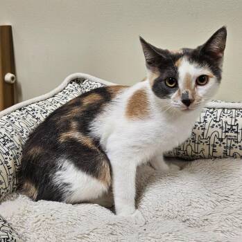 Bertie Lou -  Domestic Short Hair Cat for Adoption in Fremont, Ohio - Bertie Lou | PetCurious