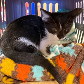 Wheeler -  Domestic Short Hair Cat for Adoption in Lake Panasoffkee, Florida - Wheeler | PetCurious