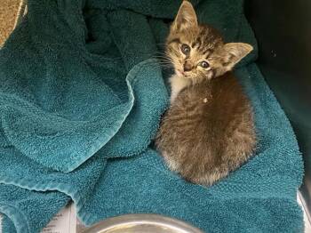 POPPY -  Domestic Short Hair Cat for Adoption in Tustin, California - POPPY | PetCurious