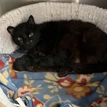 Domestic Short Hair Cats Available for Adoption in Canton, Illinois - Nakai | PetCurious