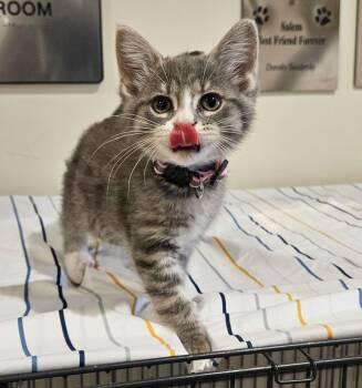 Arwen -  Domestic Medium Hair Cat for Adoption in Fremont, Ohio - Arwen | PetCurious