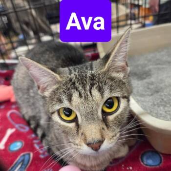 Ava -  Domestic Short Hair Cat for Adoption in Buffalo, New York - Ava | PetCurious
