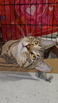 Rescue Domestic Short Hair Cats for Adoption in New York, New York - BANJO N. - Thinks He’s A Dog! | PetCurious