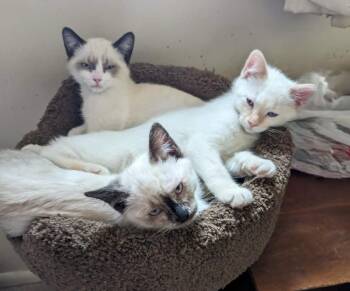 Mapache -  Domestic Short Hair Cat for Adoption in Millcreek, Utah - Mapache | PetCurious