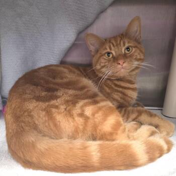 Domestic Short Hair Cats Available for Adoption in Fort Wayne, Indiana - Oakley | PetCurious