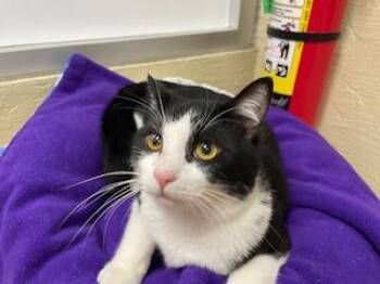 Rescue Domestic Short Hair Cats for Adoption in Parlier, California - Joel | PetCurious