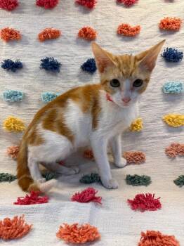 Rose Mary PA -  Domestic Short Hair Cat for Adoption in Denham Springs, Louisiana - Rose Mary PA | PetCurious